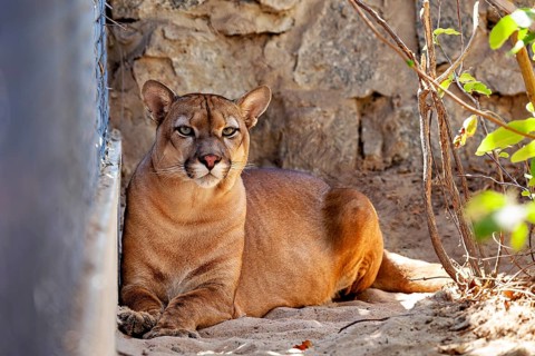 A big cat rests on the sand in front of a stone wall in its natural habitat, a mountain lion, also