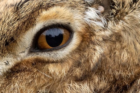 European brown hare (Lepus europaeus) adult animal close up of its eye, England, United Kingdom
