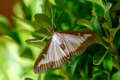 Box tree moth, boxwood moth, boxwood moth, cydalima perspectalis, moth, insects, moths, butterflies