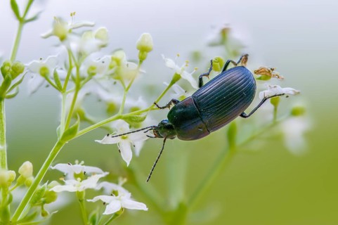 Carabidae, egg-shaped roadstrider, matte black street beetle, oodes helopioides, beetles,