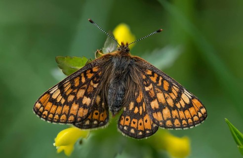 Bite-check moth, abbise-tick-moth, euphydryas aurinia, eurodryas aurinia, golden tick-moth, marsh