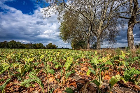 Sugar beet field, the plants are quite stunted, much too small and partly dried up, wilted leaves