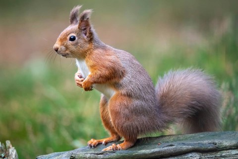 Squirrel (Sciurus vulgaris), Aviemore, Scotland, United Kingdom