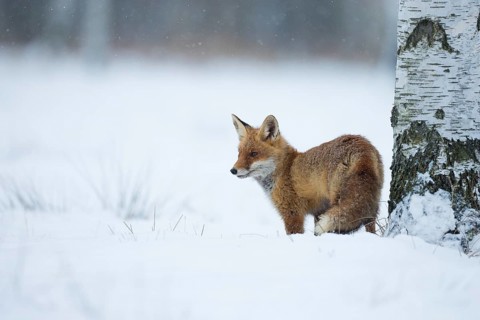 Red fox (Vulpes vulpes), fox in winter, snow, habitat, foraging, young, young animals, animals,