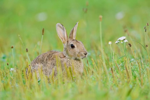 A wild rabbit (Oryctolagus cuniculus) sitting in a meadow, North Rhine-Westphalia, Germany