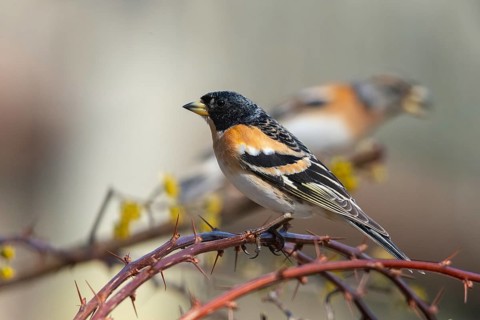 Mountain finch, brambling, fringilla montifringilla, birds, passeri, songbirds, birds