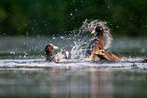 Eurasian Coot Coot, Fulica Atra, Battle, Birds, Coot, Coot, Fight, Gruiformes, Fight, Crane Birds,