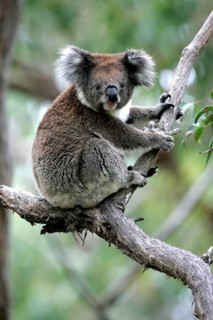 Otway National Park, Australia, koala bear, koala, animals, mammals, (Phascolarctos cinereus),