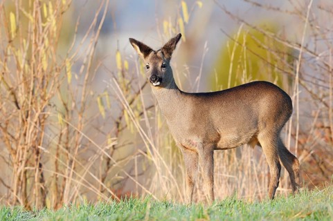 European roe deer (Capreolus capreolus), fawn in winter, Lower Saxony, Germany