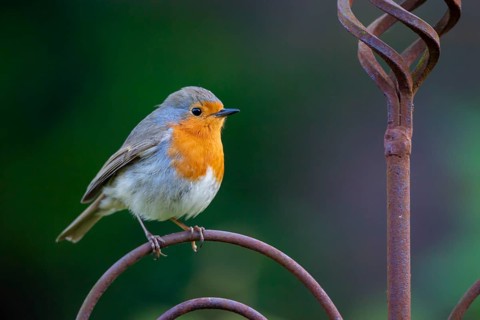 Robin (Erithacus rubecula), Vechta, Lower Saxony, Germany