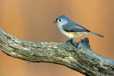 Animals, birds, bird, crested tit (Baeloophus bicolor), perching, Germany