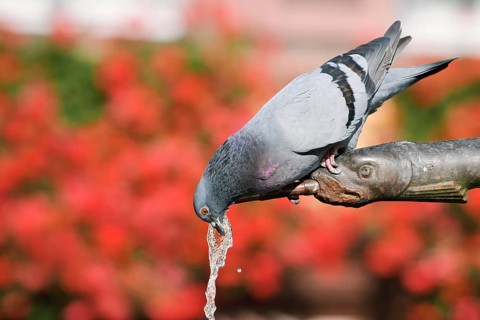 A rock pigeon (Columba livia f. domestica) drinks from a gargoyle, fountain, Ribeauville,