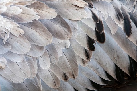 Crane (Grus grus), plumage, feathers, Fågelsjö, Gävleborg County, Sweden