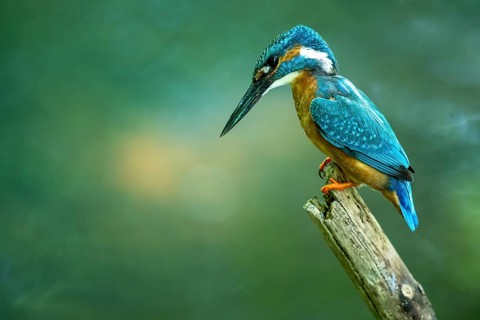 Kingfisher (Alcedo atthis) on its perch, Vechta, Lower Saxony, Germany