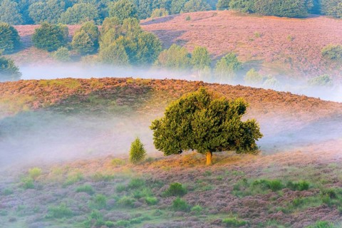 Heather (Calluna vulgaris) in the Veluwezoom National Park, De Hooge Veluwe, Arnhem, Netherlands