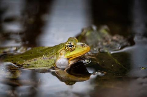 Edible Frog, Pelophylax Esculentus, Pelophylax Kl. Esculentus, Rana Kl. Esculenta, Pond Frog,