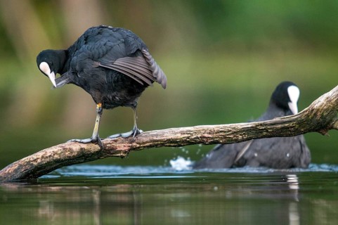 Eurasian Coot Coot, Fulica Atra, Birds, Coot Rail, Gruiformes, Crane Birds, Rails, Rallidae, Birds,