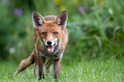 Red Fox (Vulpes vulpes) vixen, standing on green grass with its mouth open and eating, East Sussex,
