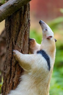 A southern tamandua (Tamandua tetradactyla), climbs up a tree in a forest. South America from