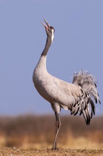A crane (Grus grus) during courtship, display behaviour, Fågelsjö, Gävleborg County, Sweden