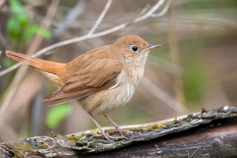 Luscinia megarhynchos, nightingale, birds, passeri, songbirds, songbirds, birds