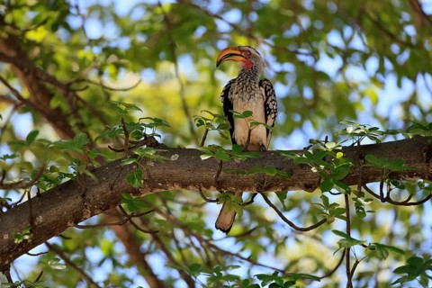 Red-ringed Hornbill (Tockus leucomelas), Southern Yellow-billed Hornbill, adult, perched on a tree,