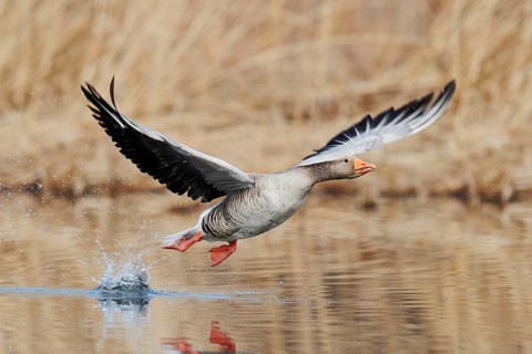 Greylag goose (Anser anser), flying, North Rhine-Westphalia, Germany