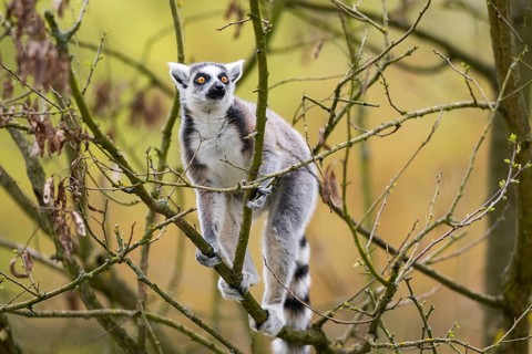 Ring-tailed lemur (Lemur catta) climbing in a tree, captive, Germany