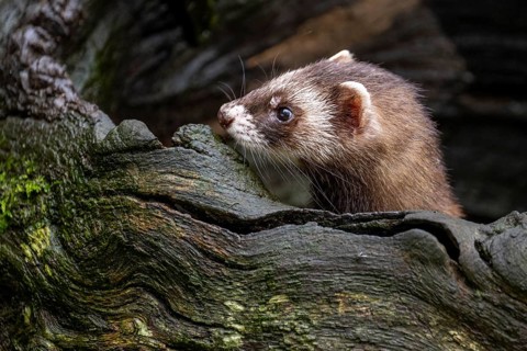 Polecat (Mustela putorius), Lüneburg Heath, Lower Saxony, Germany