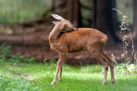 Artiodactyla, Capreolus capreolus, even-toed ungulate, cloven-hoofed, roe deer, mammals, mammals