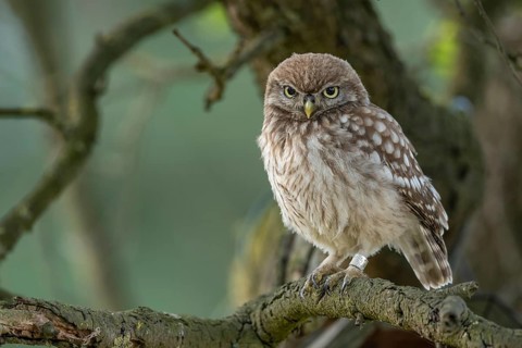 Little Owl (Athene noctua), Goldenstedt, Lower Saxony, Germany