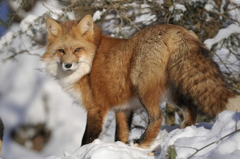 Red fox looking for food in the snow, Sauerland North Rhine-Westphalia, January 2009