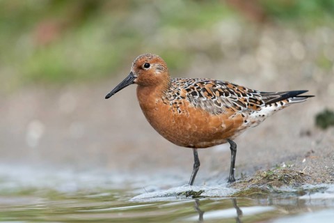 Calidris canutus, knot, knutt, coastal sandpiper, red knot, birds, breeding plumage, brood dress,