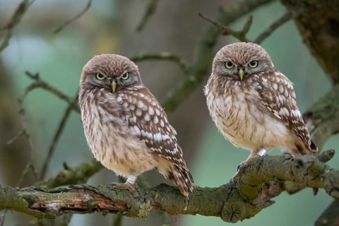 Little Owl (Athene noctua), Goldenstedt, Lower Saxony, Germany
