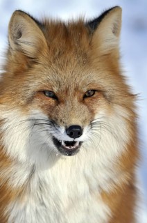 Red fox, animal, animals, beast of prey, beasts of prey, camera view, eye contact, canids,