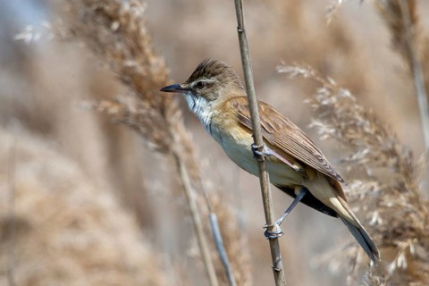 Acrocephalus Arundinaceus, Brandenburg, Germany, Reed Warbler, Nabu, Nabu Project, National Natural