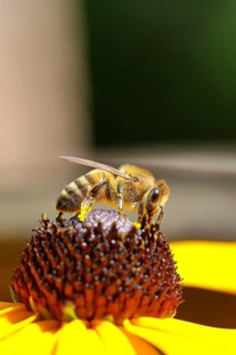 European honeybee (Apis mellifera) collecting nectar from a flower of the yellow coneflower