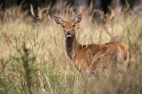 Artiodactyla, Cervus Elaphus, even-toed ungulate, cloven-hoofed, red deer, red deer, adult, deer,