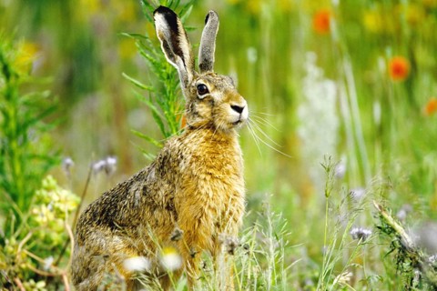 Hare sitting in a meadow, Germany, Federal Republic of Germany