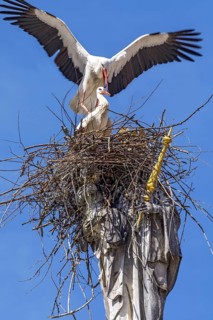 A pair of storks, white stork, common stork (Ciconia ciconia), mating in a stork's nest made of