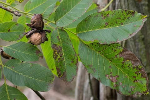 Real walnut, English walnut, Juglandaceae, Juglans regia, Madeira walnut, Persian walnut, walnut