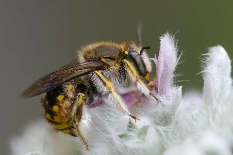 Anthidium manicatum, apidae, bees, European wool carder bee, garden woolbee, large woolbee,