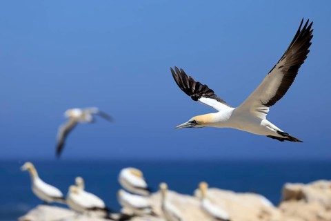 Cape Gannet (Morus capensis), adult, in flight, breeding colony, Lamberts Bay, Western Cape, South