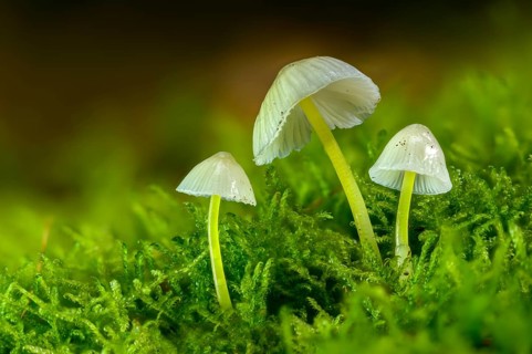 Stretchy helmet, rubber helmet, mycena epipterygia, mycena epipteryhia, fungi, fungi, yellowleg