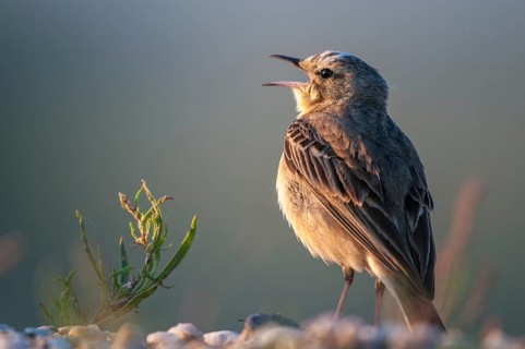 Anthus Campestris, Brachpieper, Brandenburg, Germany, Nabu, national natural heritage, natural
