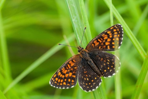 Valerian moth, false heath fritillary, melitaea diamina, swamp meadow moth, butterfly, insects,
