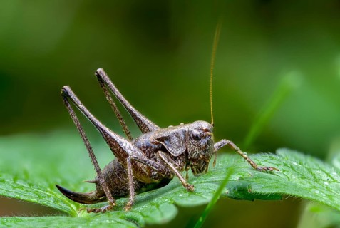 Common shrub scare, common shrub scare, grasshoppers, deciduous locusts, Pholidoptera griseoaptera,