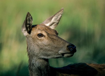 Artiodactyla, Cervus Elaphus, even-toed ungulate, cloven-hoofed, red deer, red deer, adult, deer,