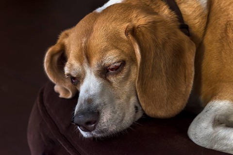 Resting beagle lying on an armchair, Baden-Wüttemberg, Germany