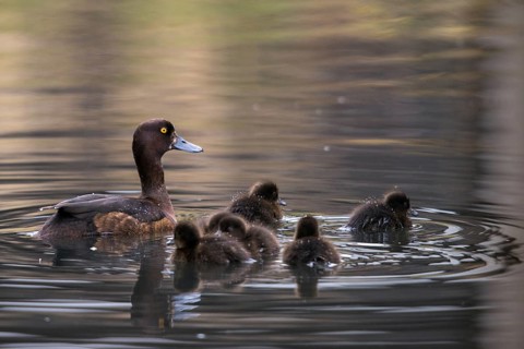 Aythya fuligula, dune cub, heron duck, tufted duck, anatidae, birds, ducks, ducks, duck birds,
